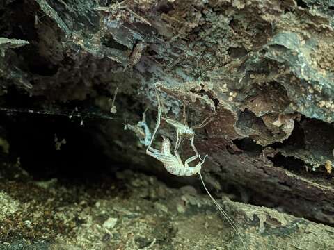 Image of Ceuthophilus (Ceuthophilus) seclusus Scudder & S. H. 1894