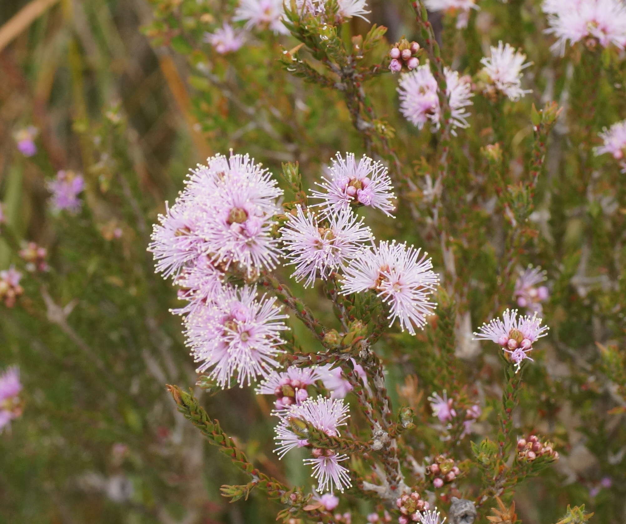 Image de Melaleuca squamea Labill.