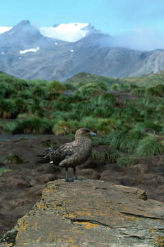 Image of Brown Skua