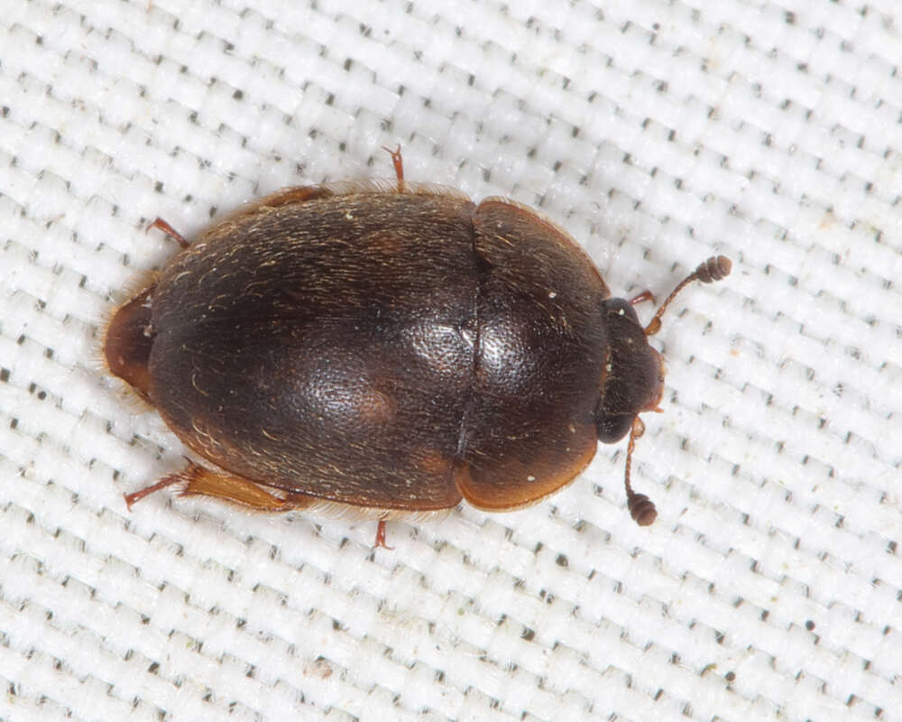 Image of Amphicrossus ciliatus (Olivier 1811)