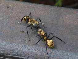 Image of Camponotus sericeiventris (Guerin-Meneville 1838)