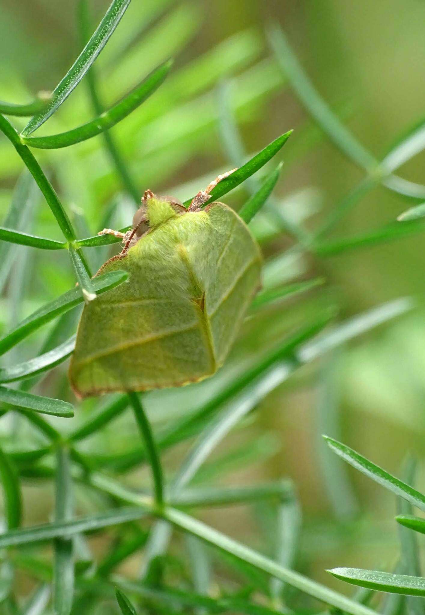 Image of Hylophilodes tsukusensis Nagano 1918