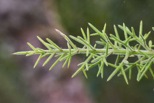 Image of Colletia ulicina Gill. & Hook.