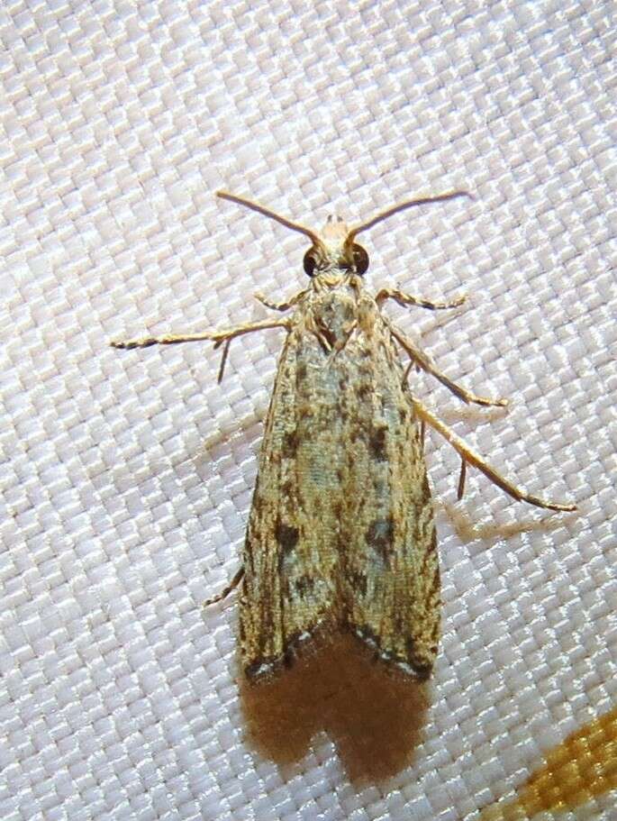 Image of Javelin Moth