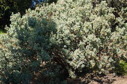 Image of Mariposa manzanita