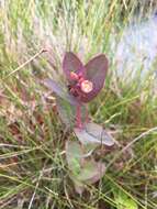 Image of Fraser's St. John's-Wort