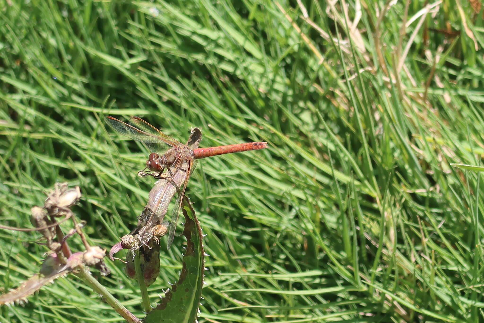 Image de Sympetrum gilvum (Selys 1884)