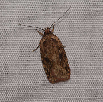 Image of Agonopterix pulvipennella Clemens 1864