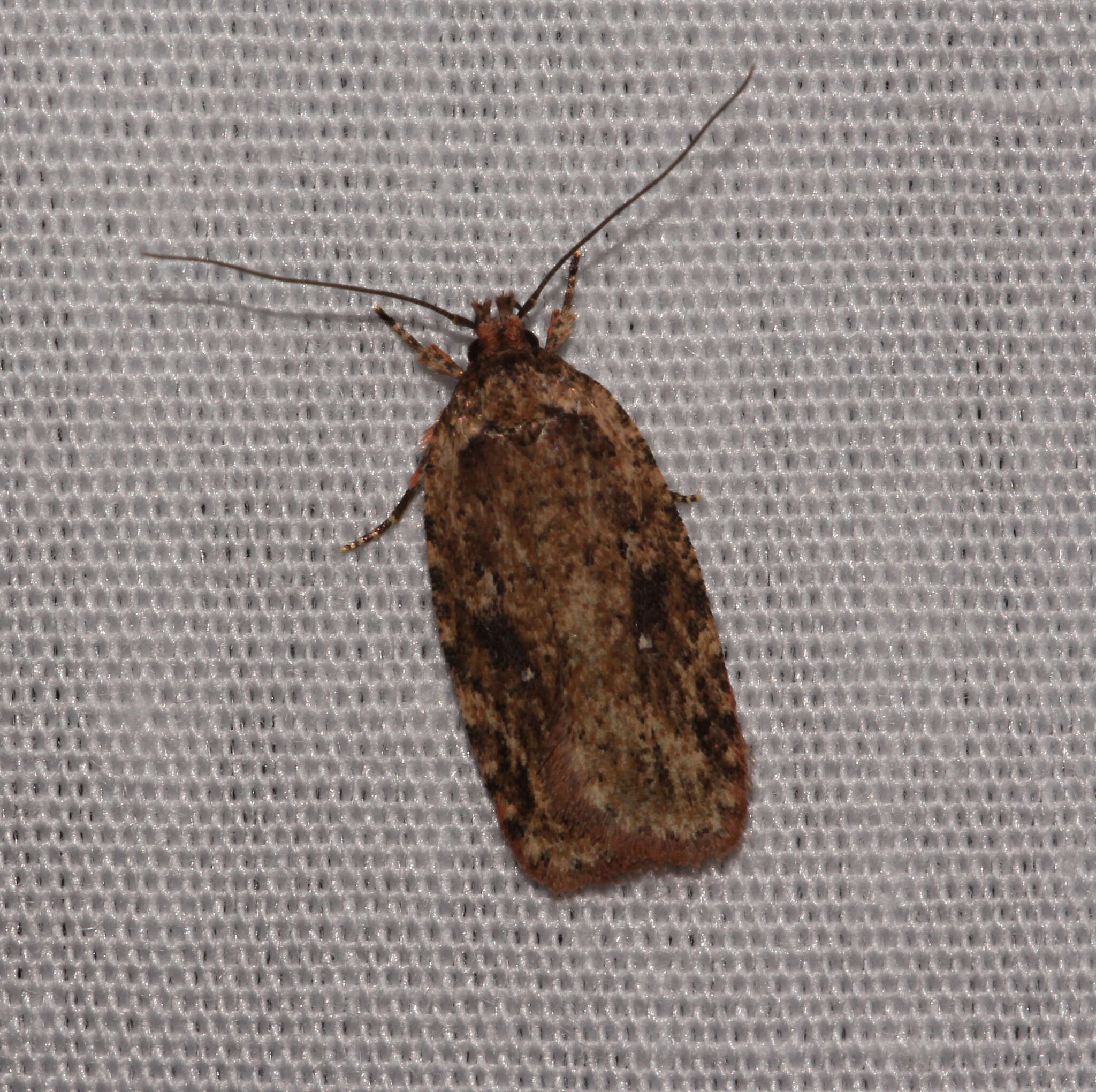 Imagem de Agonopterix pulvipennella Clemens 1864