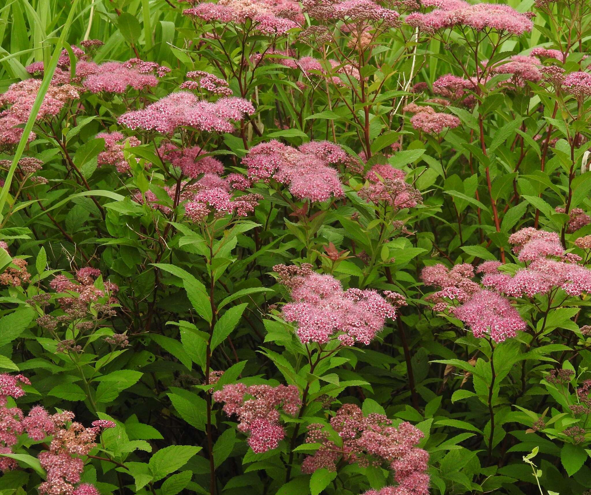 Image of Japanese meadowsweet