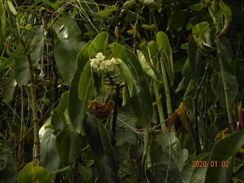 Image of Begonia maculata Raddi