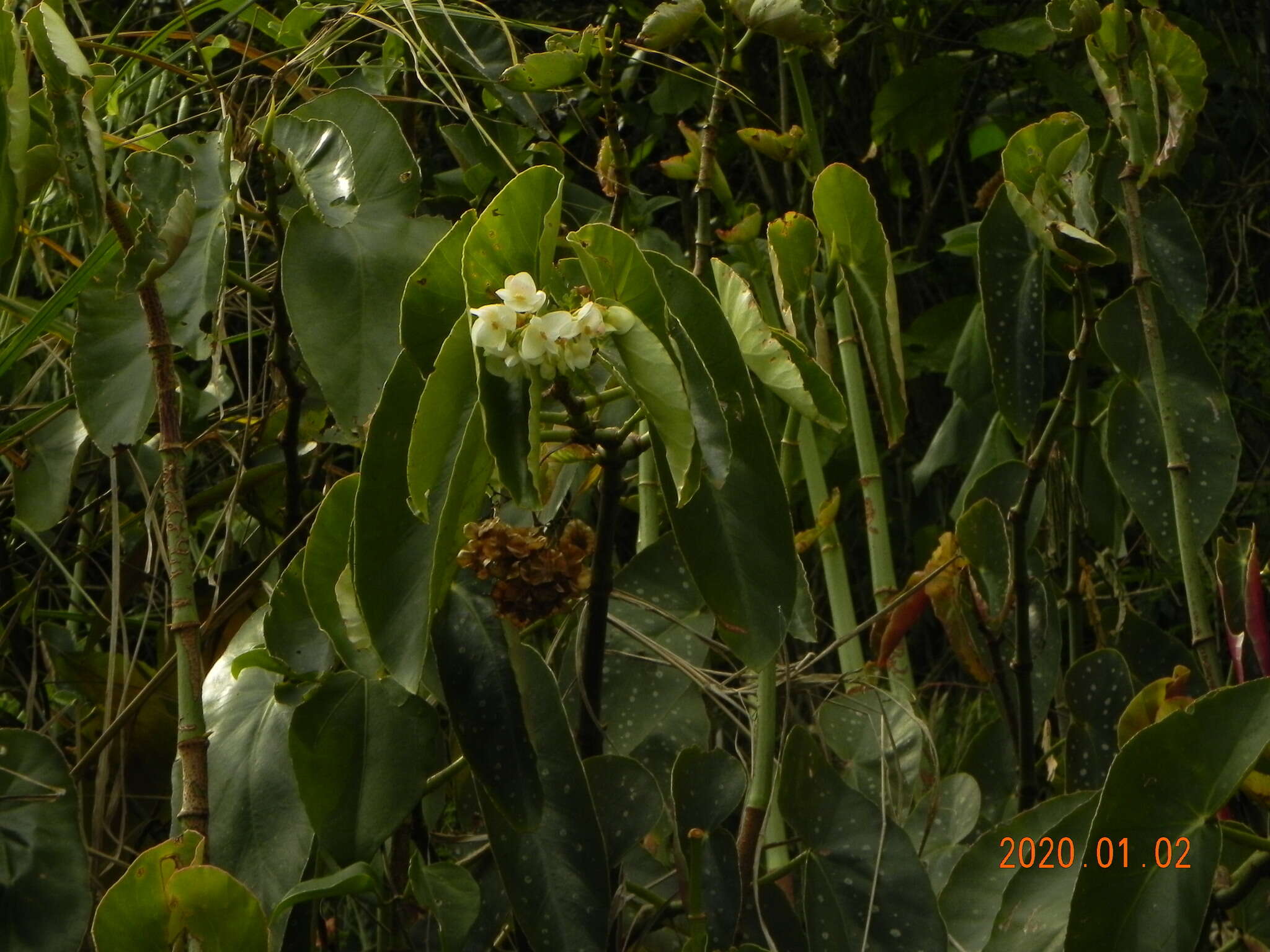 Imagem de Begonia maculata Raddi