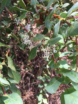 Image of Hakea prostrata R. Br.