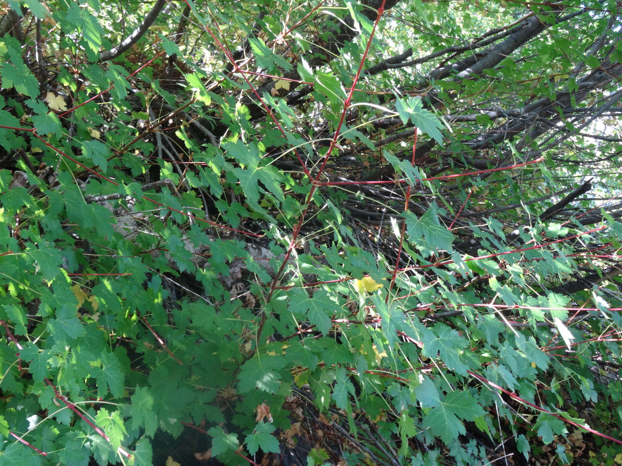 Image of Rocky Mountain maple