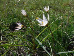 Image de Tulipa sylvestris subsp. australis (Link) Pamp.