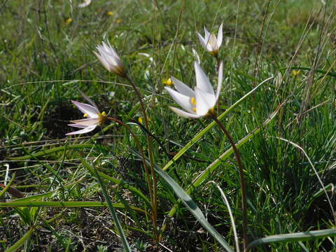 Imagem de Tulipa sylvestris subsp. australis (Link) Pamp.