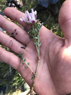 Слика од Astragalus cibarius Sheld.