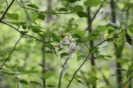 Image of sweet crab apple