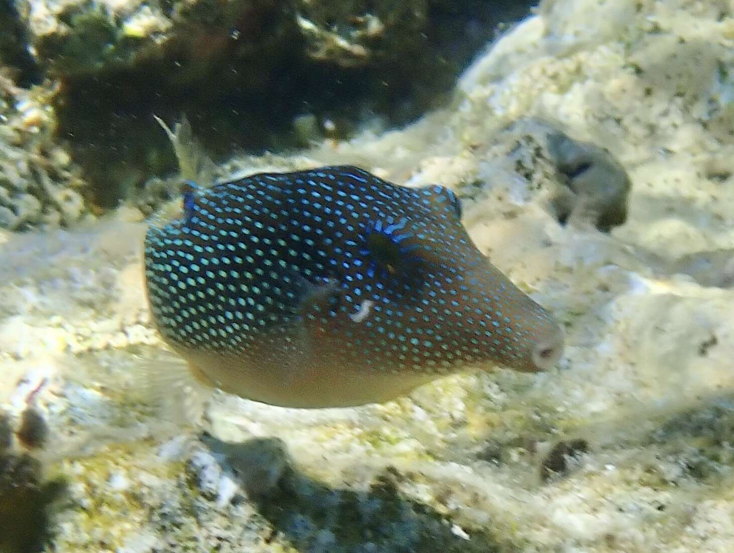 Canthigaster margaritata (Rüppell 1829) resmi