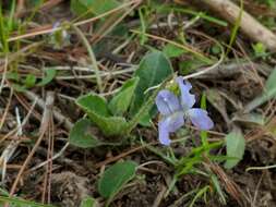 Sivun Viola sagittata var. ovata (Nutt.) Torr. & A. Gray kuva