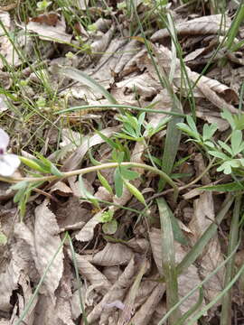 Image of Corydalis tarkiensis Prokh.