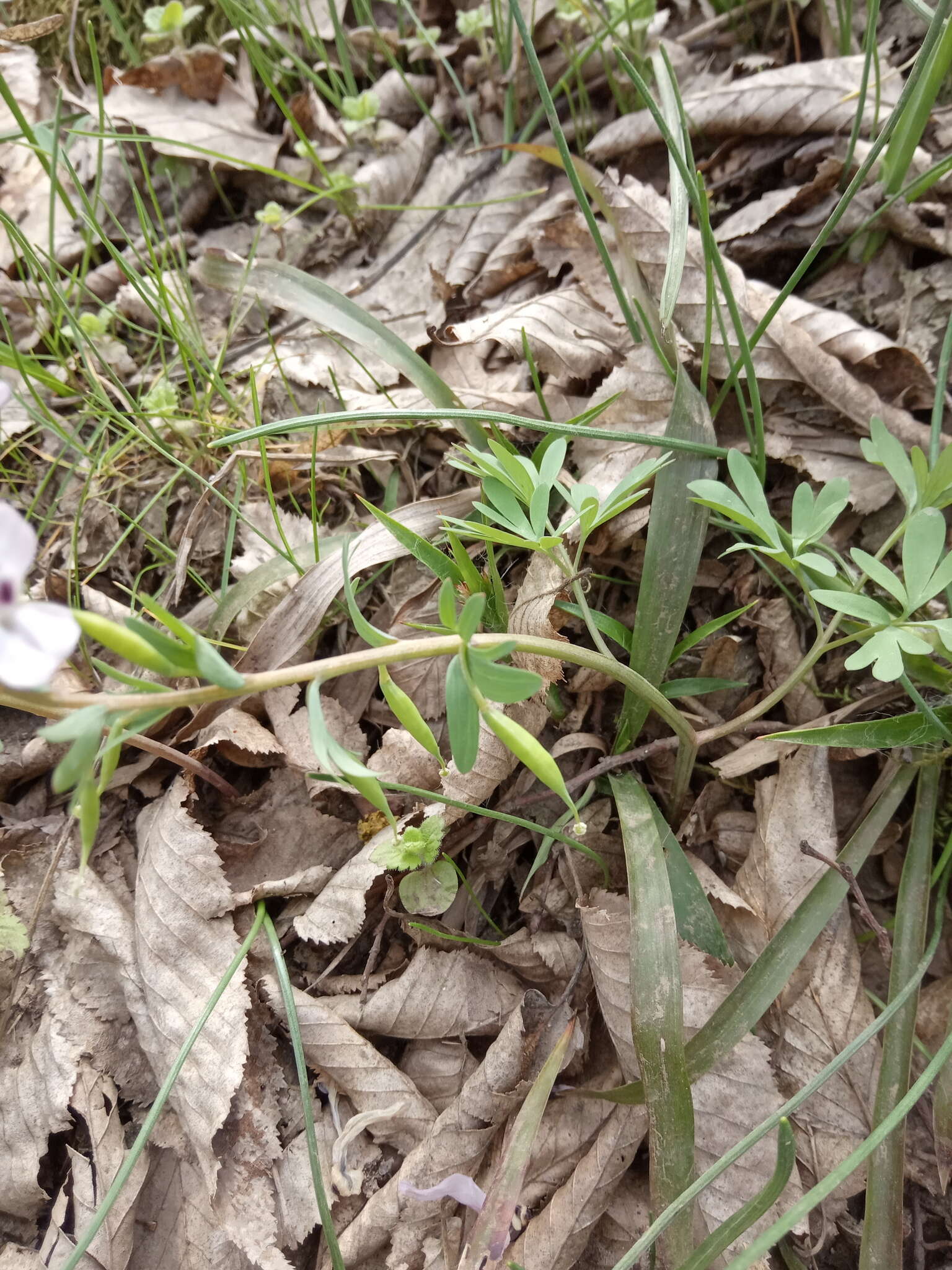 Image de Corydalis tarkiensis Prokh.