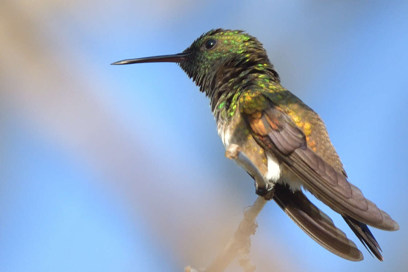 Image of Snowy-bellied Hummingbird