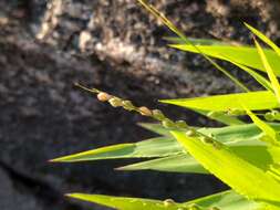 Panicum xanthophysum A. Gray的圖片