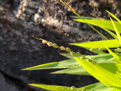 Image of slender rosette grass