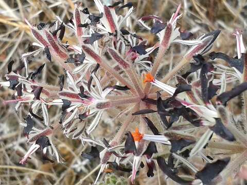 Image of Pelargonium auritum (L.) Willd.