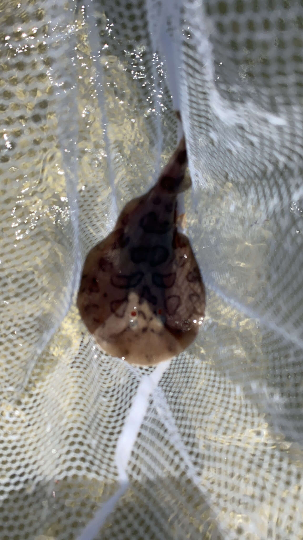 Image of Caribbean Electric Ray