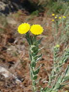 Image of Schistostephium umbellatum (L. fil.) K. Bremer & C. J. Humphries