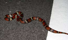 Image of Florida Scarlet Snake