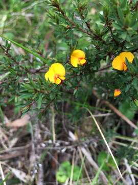 صورة Pultenaea muelleri Benth.