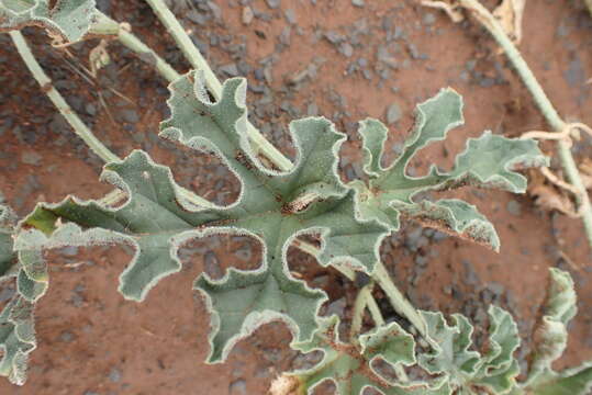 Image of African Wild Cucumber