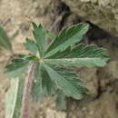 Plancia ëd Potentilla recta subsp. pilosa (Willd.) Jav.