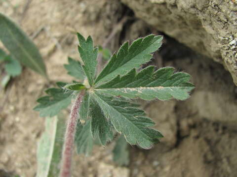 Image of Potentilla recta subsp. pilosa (Willd.) Jav.