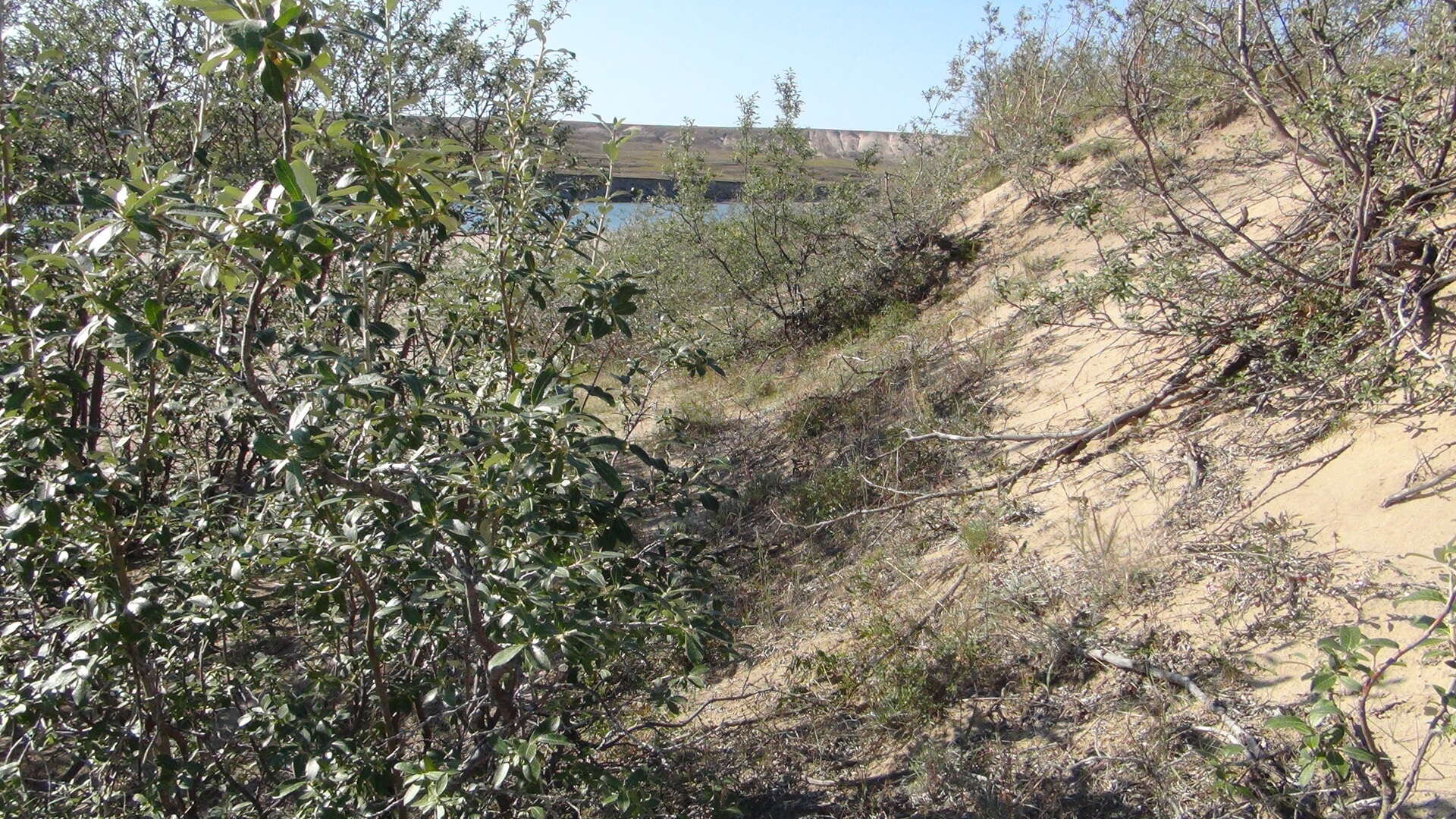 Image de Salix alaxensis (Anderss.) Coville