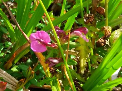 Image of Pedicularis adunca Bieb. ex Stev.