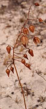 Image of Drimia convallarioides (L. fil.) J. C. Manning & Goldblatt