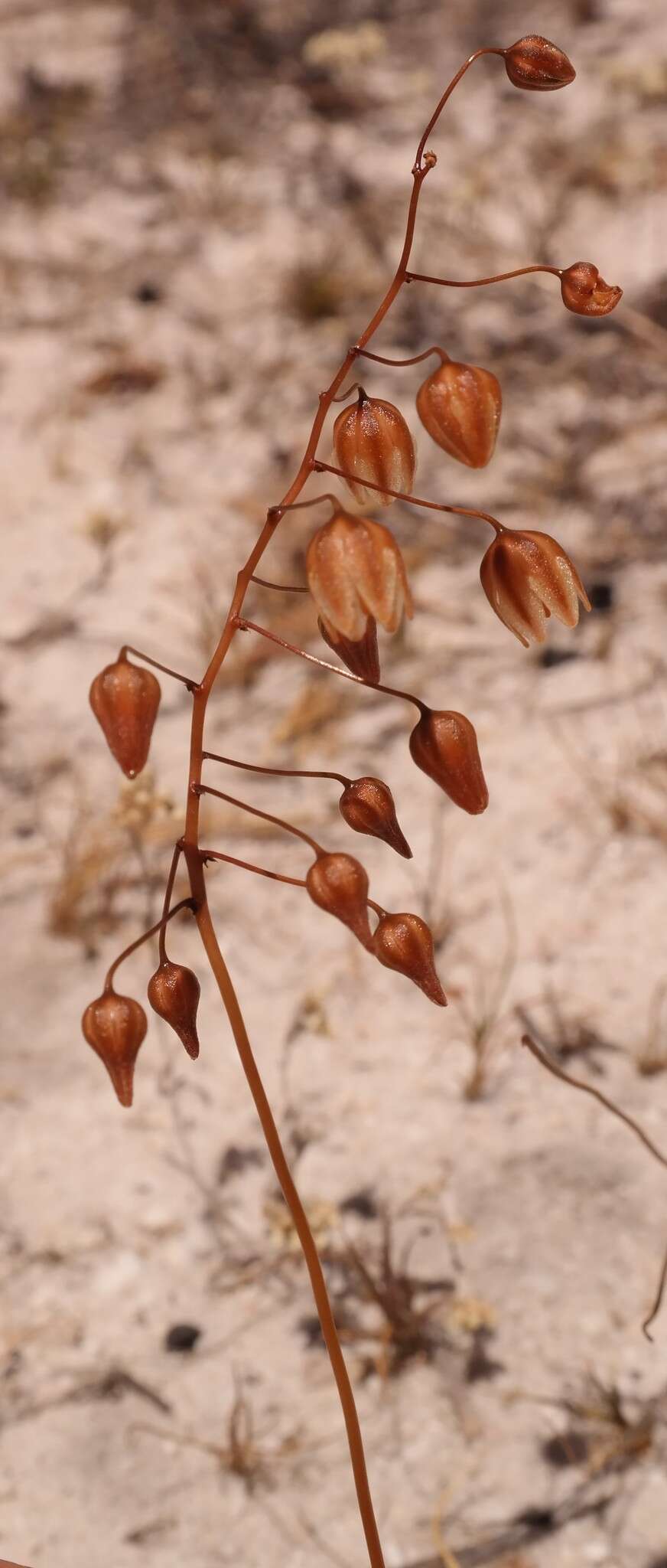 Image of Drimia convallarioides (L. fil.) J. C. Manning & Goldblatt