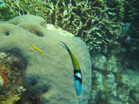 Image of Bluehead Wrasse