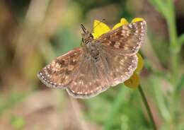 Image of dingy skipper