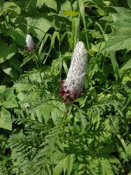 Imagem de Pedicularis atropurpurea Nordm.