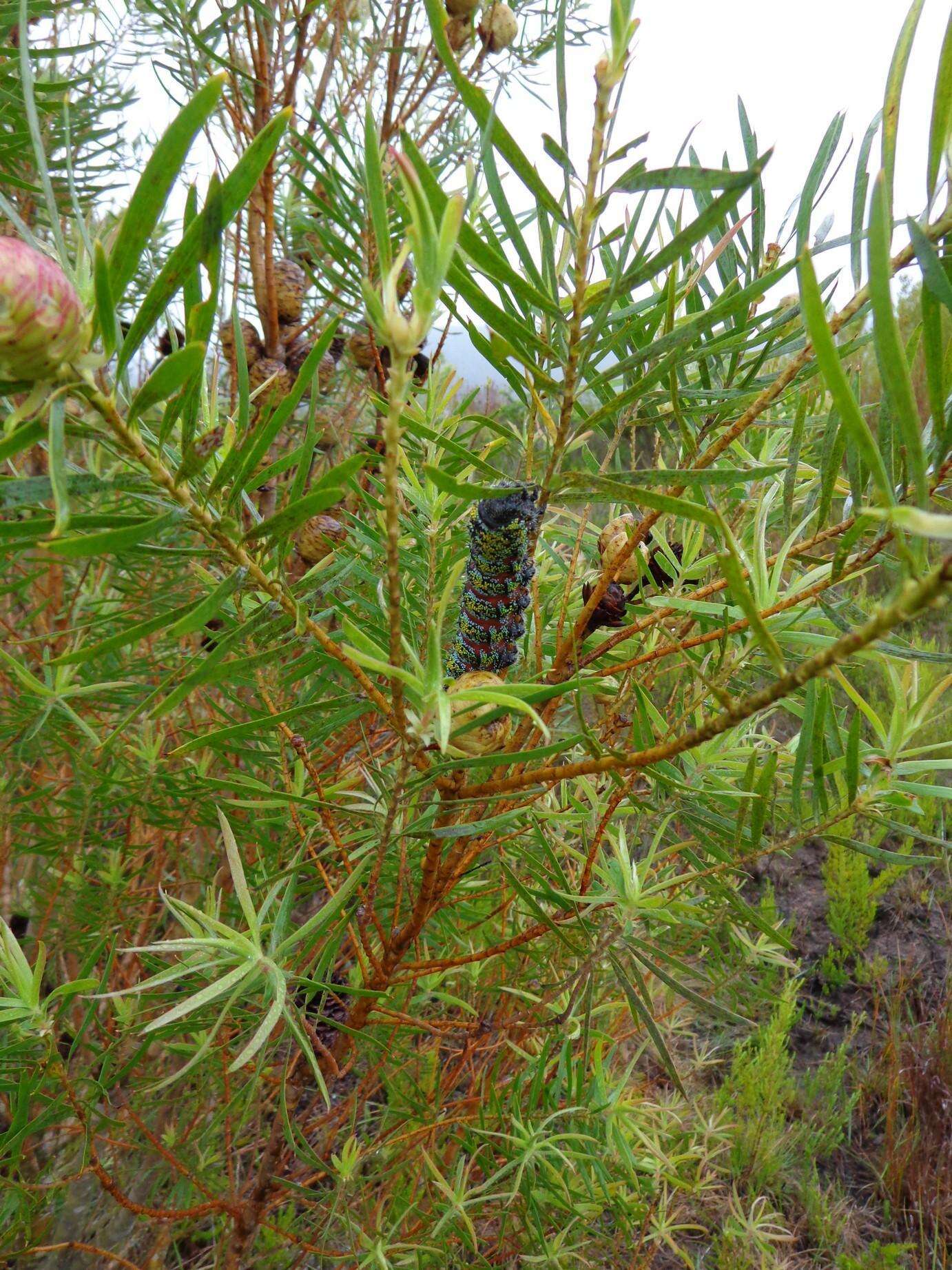 Plancia ëd Leucadendron salicifolium (Salisb.) I. Williams