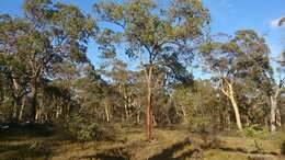 صورة Corymbia calophylla (Lindl.) K. D. Hill & L. A. S. Johnson