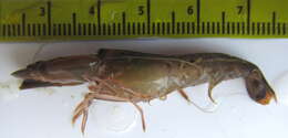 Image of brownbar snapping shrimp