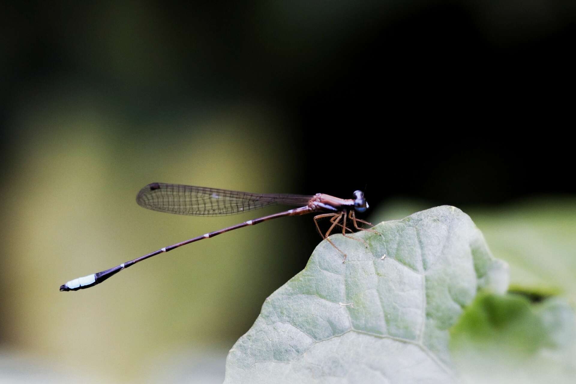 Drepanosticta carmichaeli (Laidlaw 1915) resmi