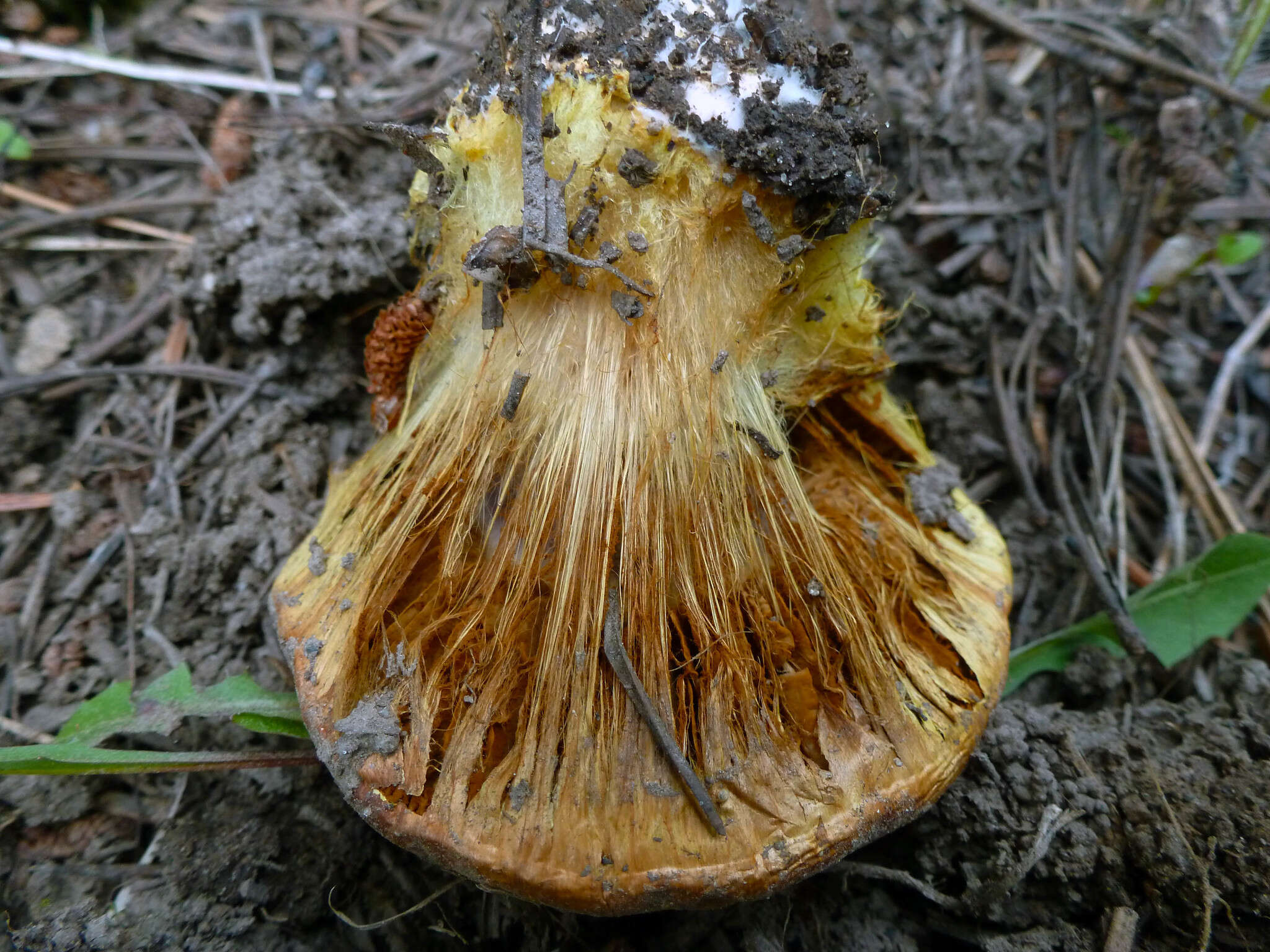 Image of Cortinarius verrucisporus Thiers & A. H. Sm. 1969