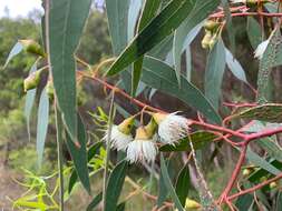 Image de Eucalyptus leucoxylon subsp. megalocarpa D. J. Boland